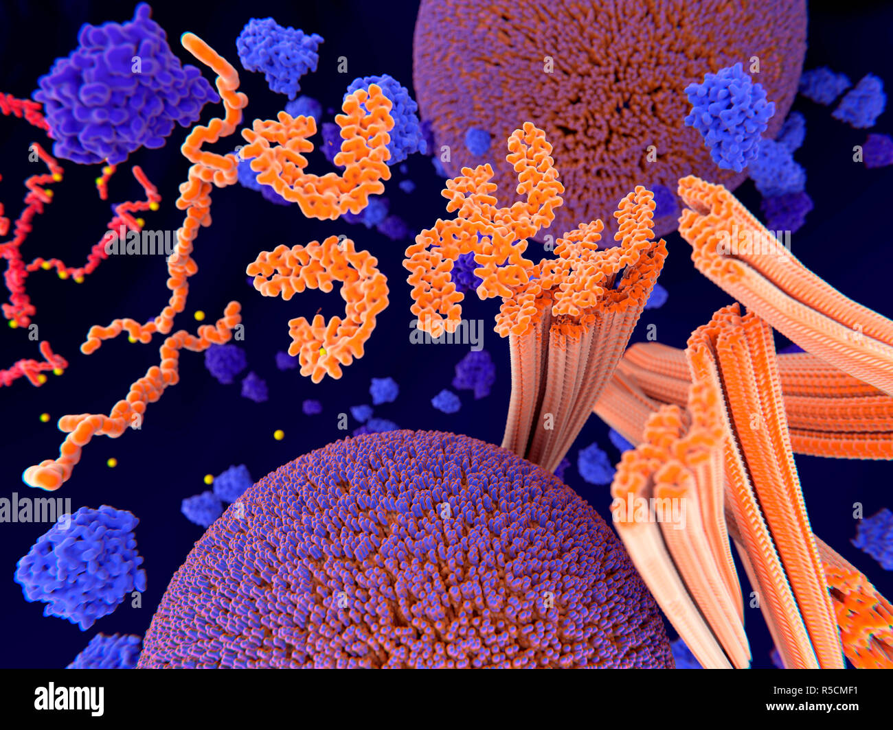 La proteina tau nella malattia di Alzheimer, illustrazione. Fosforilazione patologica (giallo) di proteine Tau (arancione) mediante chinasi (blu-viola) influenzare le cellule nervose in quello che è chiamato un grovigli neurofibrillari. Questa illustrazione mostra il trasporto di vescicole sinaptiche (rosso-blu sfere) essendo interrotto. Le proteine tau interessano anche microtubles (arancione cilindri). Un grovigli neurofibrillari consiste di anormali aggregati e le fibre insolubili della proteina tau. La proteina tau è un abbondante proteina neurale, le aggregazioni dei quali sono pensati per giocare un ruolo nella malattia di Alzheimer e altri disturbi neurali. Foto Stock