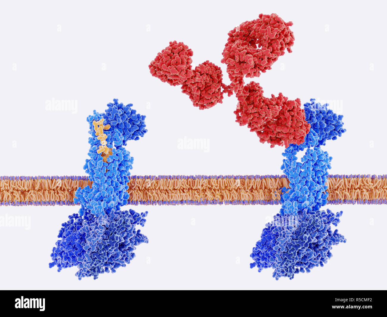 La terapia di emicrania e di CGRP recettore, illustrazione. Anticorpi monoclonali (rosso) essendo utilizzato per bloccare il peptide correlato al gene della calcitonina (CGRP) recettore (blu). A sinistra, il peptide correlato al gene della calcitonina (CGRP, giallo) si lega al suo recettore (blu). Questo si verifica su membrane di neuroni e cellule del muscolo liscio in cerebral (cervello) vasi sanguigni, attivando una cascata del segnale attraverso proteine G (blu scuro, inferiore) che conduce ad una dilatazione del cervello di vasi sanguigni (vasodilatazione). Questo è un fattore di disturbi come emicrania. Bloccando il recettore del CGRP riduce il numero di attacchi di emicrania. Foto Stock