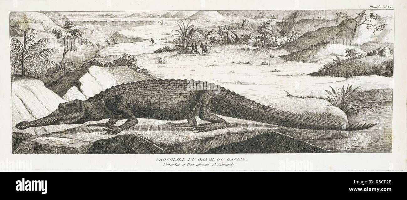 "Crocodile du Gange ou Gavial'. Specie di antico coccodrillo, dell'India. Histoire Naturelle de la Montagne de Saint-Pierre de Maestricht. Parigi, 7, [1799]. Fonte: 39.i.15 della piastrina 46. Autore: Faujas De Saint-Fond, BarthÃ©lemi. Foto Stock