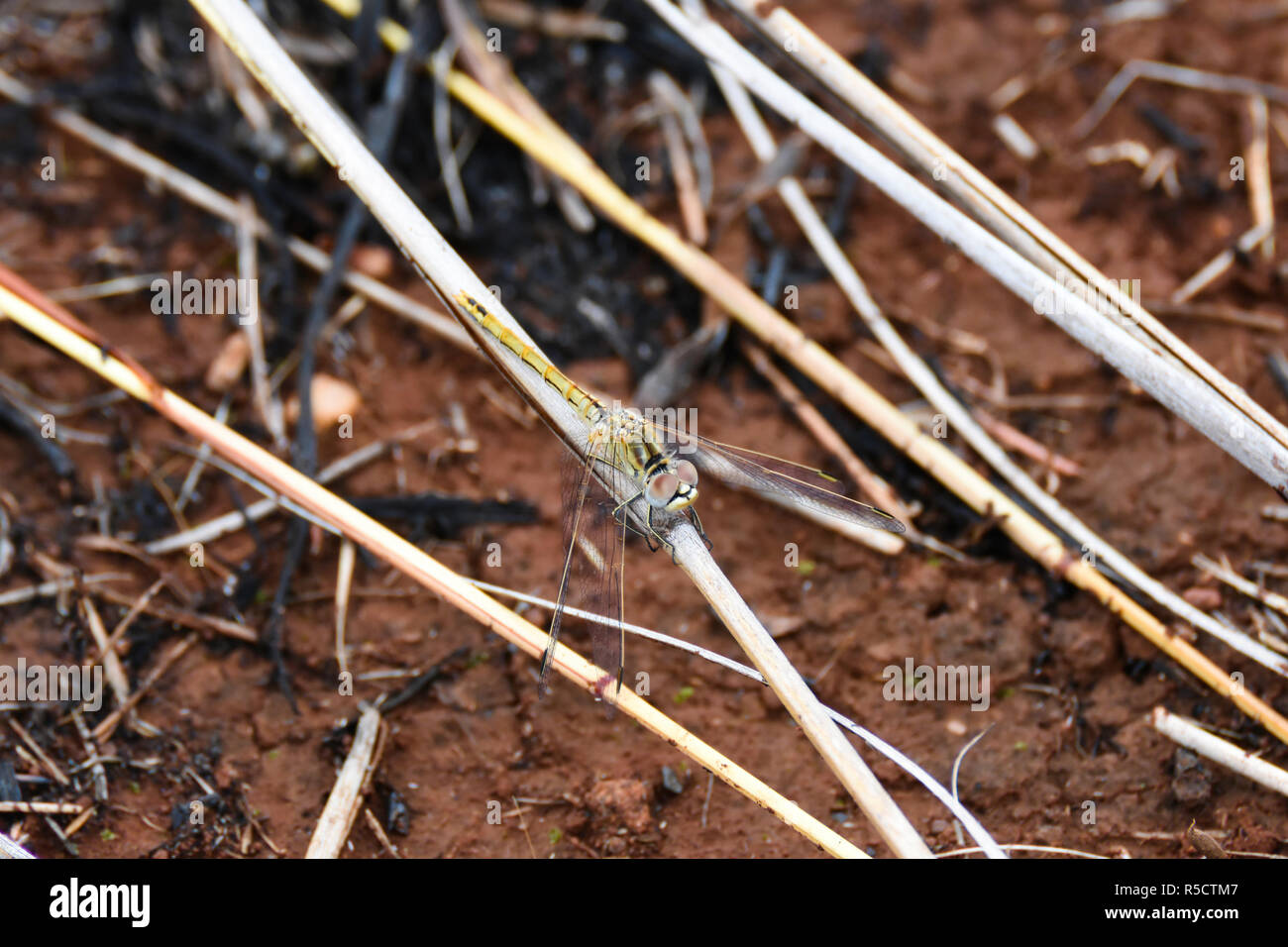 Giallo pallido e Nero Dragonfly Dropwing (trithemis sp.) sul gambo di erba Foto Stock