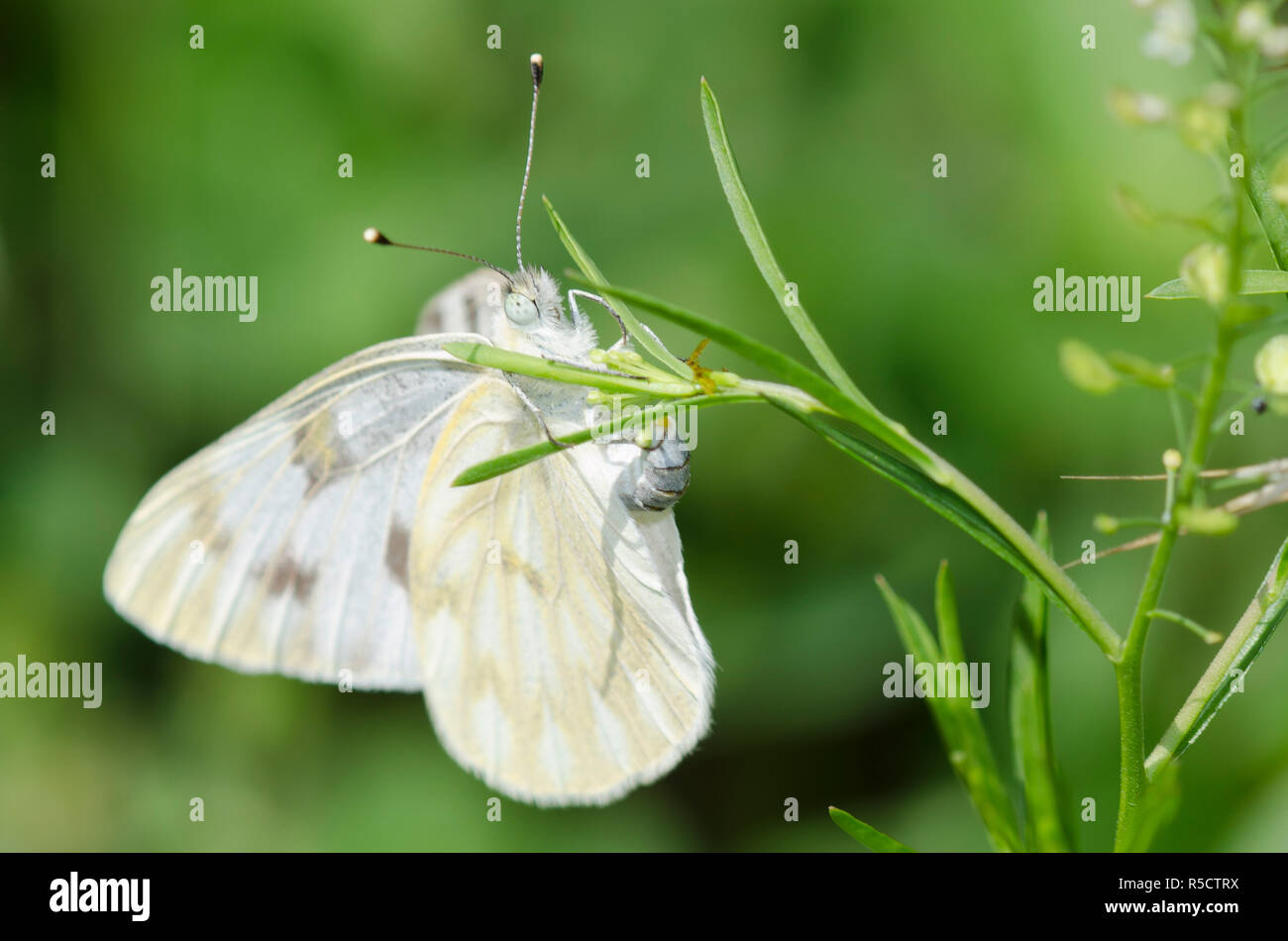 Bianco a scacchi, Pontia protodice, femmina ovipositing su Virginia pepperweed, Lepidium virginicum Foto Stock