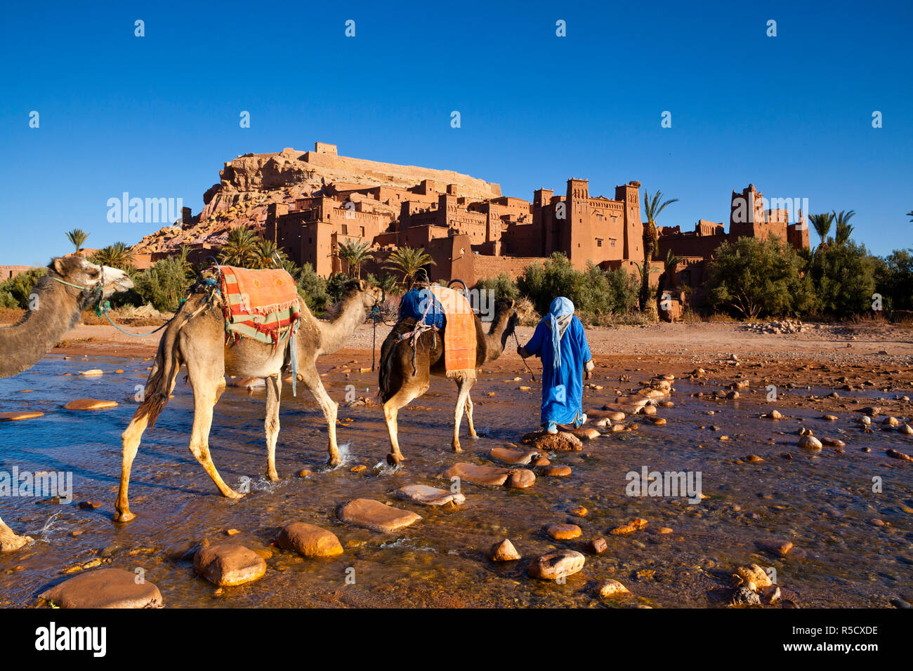 Driver di cammello, Ait Benhaddou, montagne Atlas, Marocco, signor Foto Stock