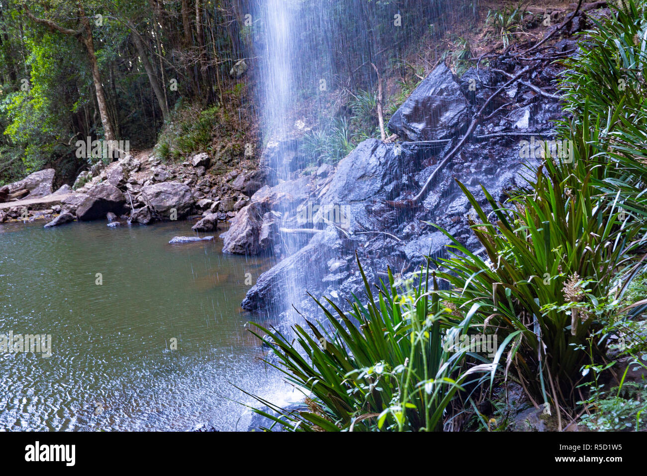 Twin Falls walking escursioni circuito di Springbrook parco nazionale,entroterra della Gold Coast, Australia Foto Stock