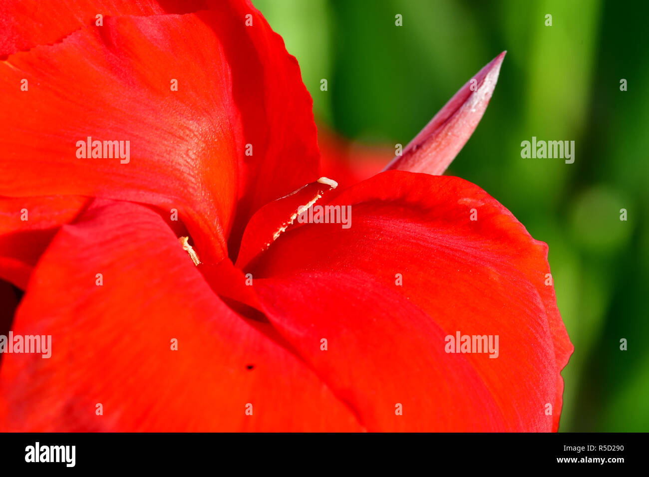 Fiori di colore rosso con gocce di pioggia acquisite utilizzando la fotografia macro a chiudere la distanza per la massima chiarezza e nitidezza e per creare una molto interessante Foto Stock