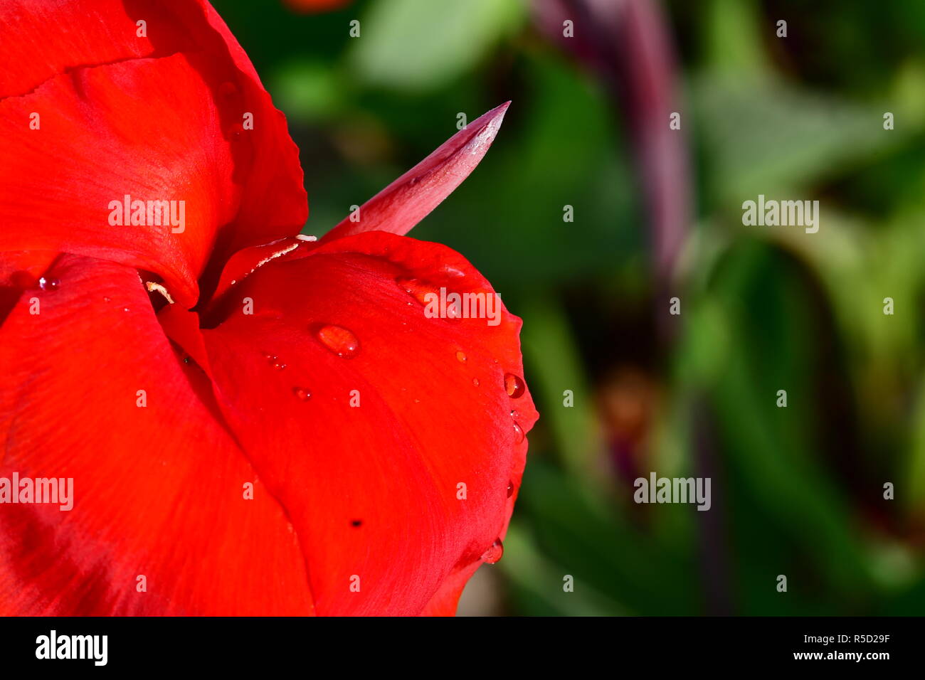 Fiori di colore rosso con gocce di pioggia acquisite utilizzando la fotografia macro a chiudere la distanza per la massima chiarezza e nitidezza e per creare una molto interessante Foto Stock