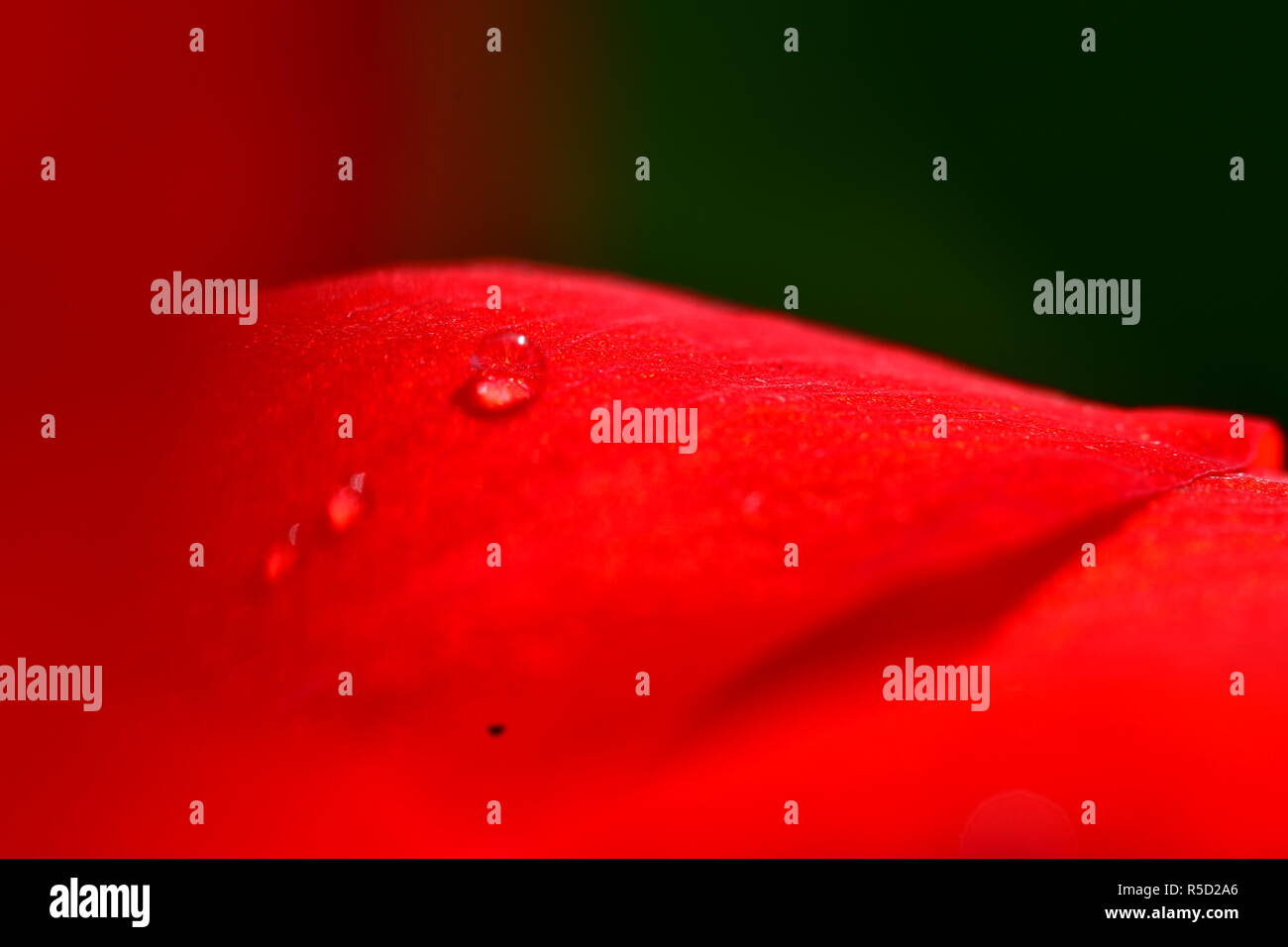 Fiori di colore rosso con gocce di pioggia acquisite utilizzando la fotografia macro a chiudere la distanza per la massima chiarezza e nitidezza e per creare una molto interessante Foto Stock