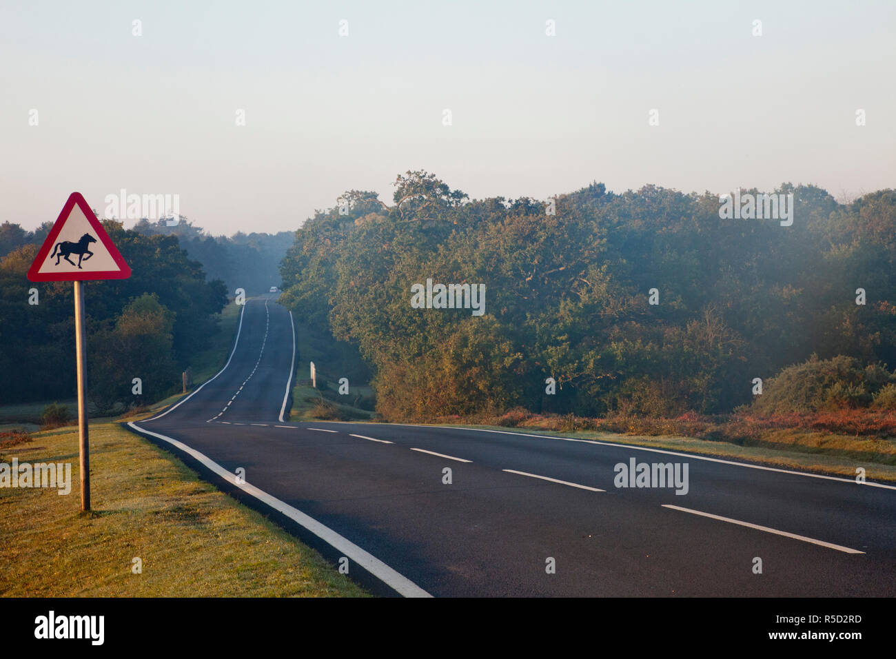 Inghilterra, Hampshire, nuova foresta, su strada Foto Stock