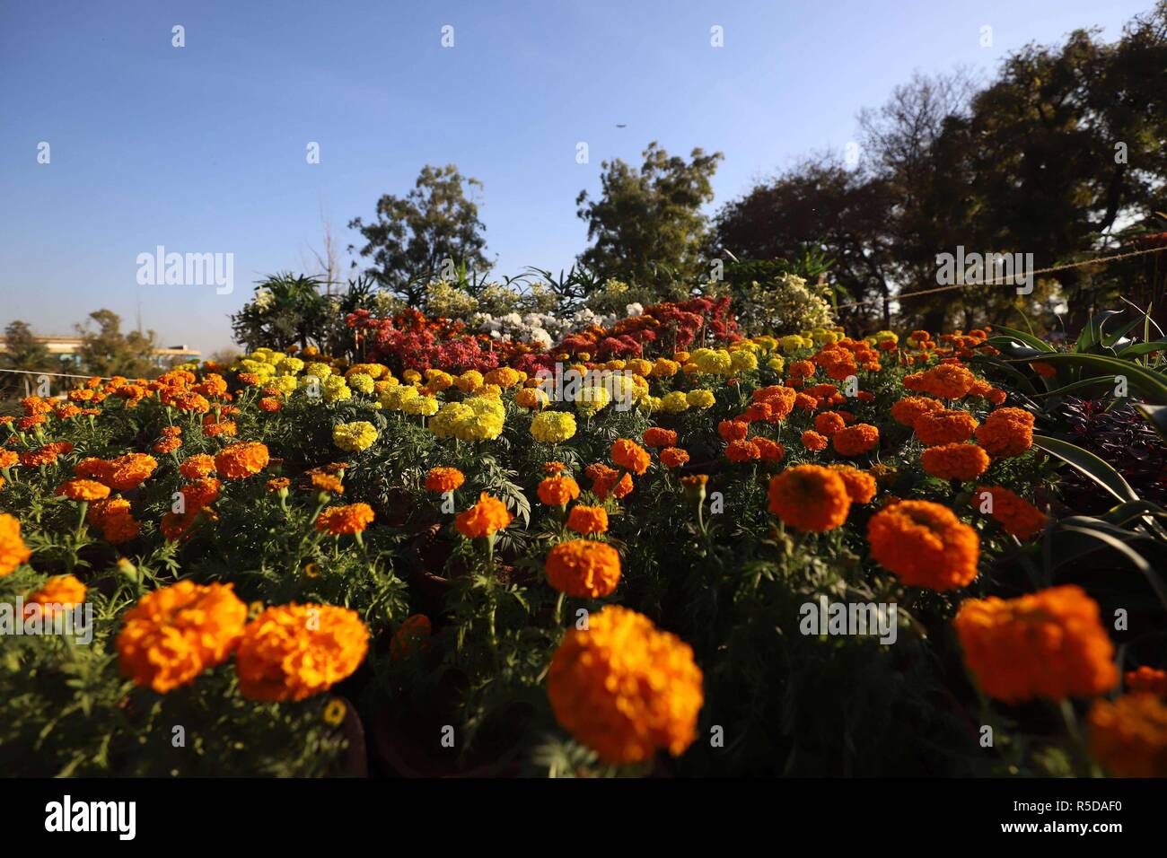 (181201) -- ISLAMABAD, 1 dicembre, 2018 (Xinhua) -- Foto scattata il 9 novembre 30, 2018 mostra il crisantemo e autunno fiori mostrano a Islamabad, la capitale del Pakistan. La 39th crisantemo e autunno Flower Show ha dato dei calci a fuori il venerdì a Islamabad. (Xinhua/Ahmad Kamal)(yy) Foto Stock