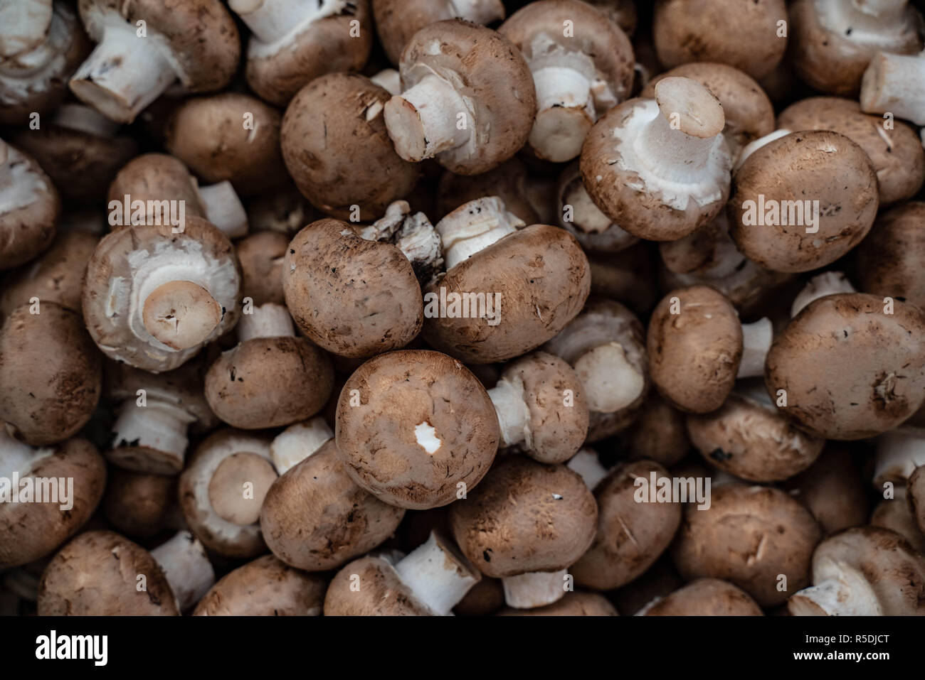 Fresca bruna champignon in alta qualità a distanza ravvicinata Foto Stock