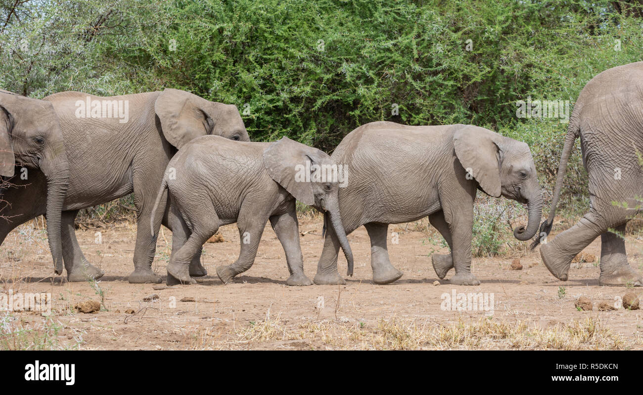 Elefante africano a madri con i loro vitelli in Africa Australe woodland Foto Stock