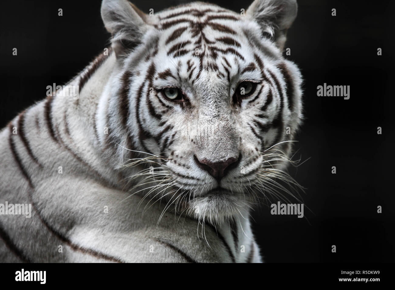 Tigre bianca del Bengala Foto Stock