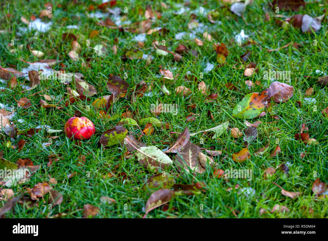 Mezza mangiata apple e foglie di erba Foto Stock