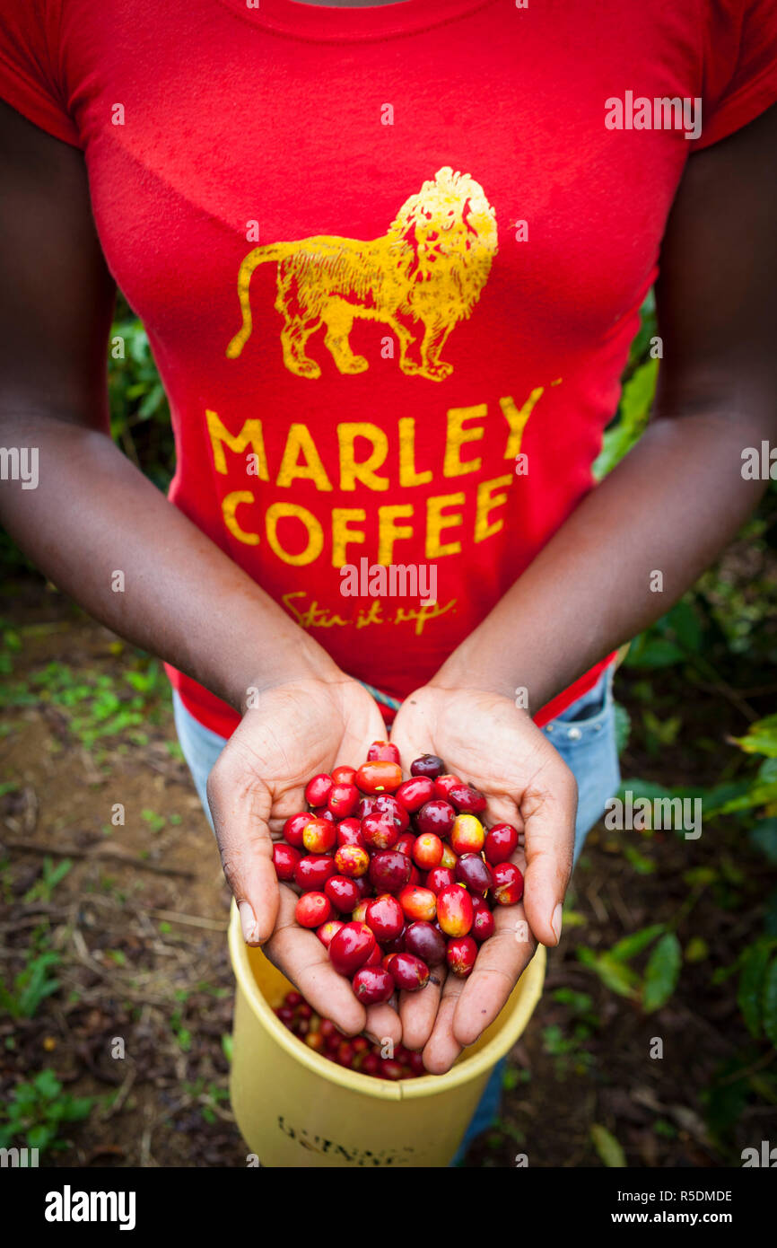 La raccolta di caffè in grani, Marley Plantation, Blue Mountains, Kingston, Sant'Andrea parrocchia, in Giamaica, Caraibi Foto Stock