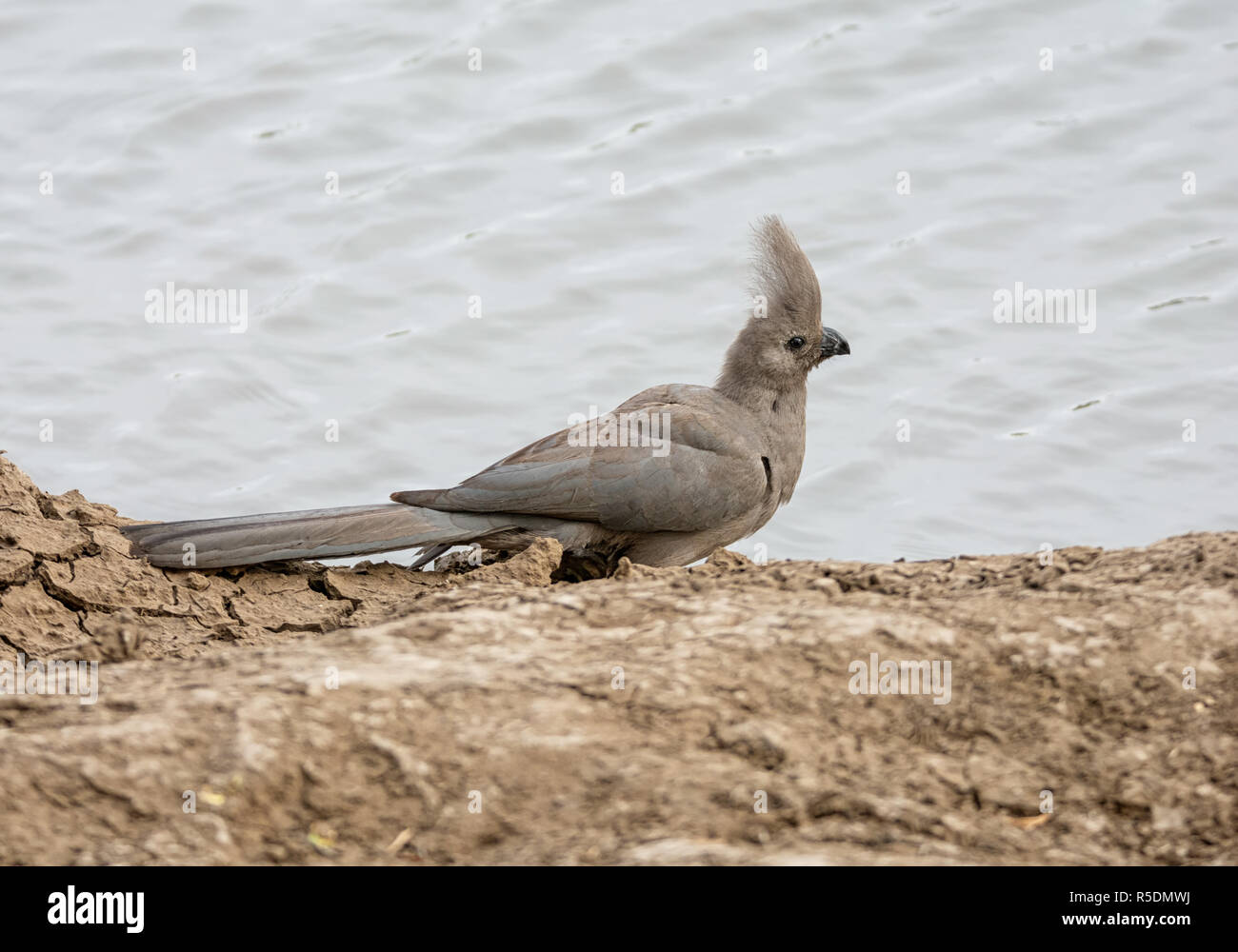 Grigio di un go-away-uccello mediante un foro di irrigazione Foto Stock