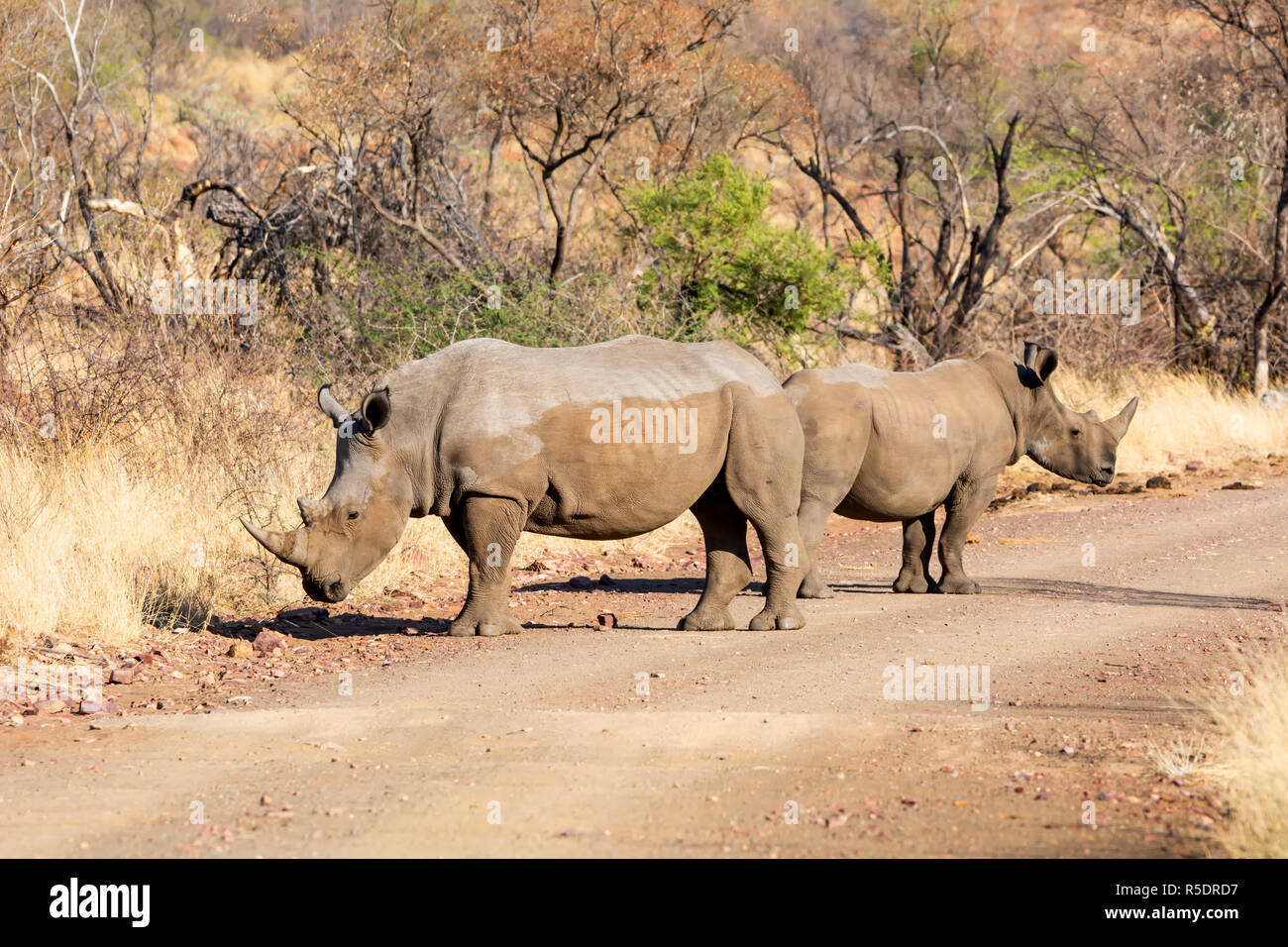 Una coppia di rinoceronte bianco nel sud della savana africana Foto Stock