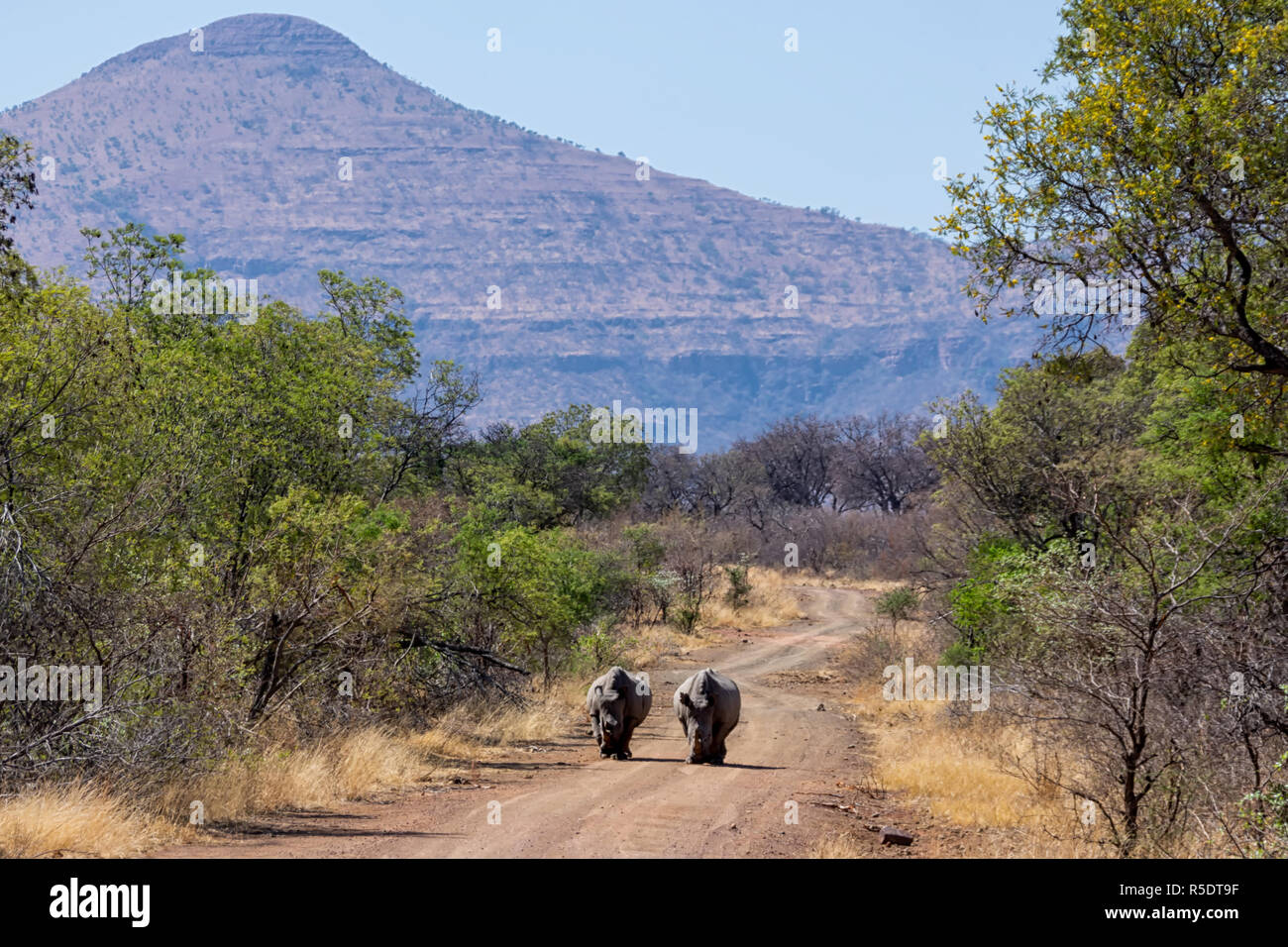 Una coppia di rinoceronte bianco nel sud della savana africana Foto Stock