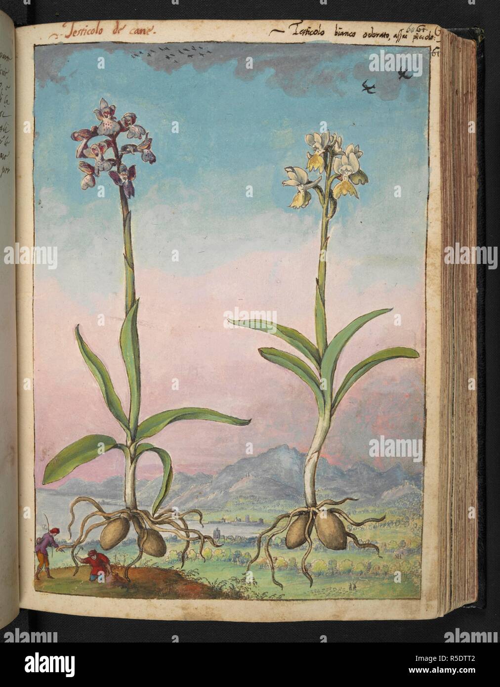 Due piante di flowering. Disegni colorati di piante, copiato dalla natura negli Stati Romani, da Gerardo Cybo. Vol. I. Pietro Andrea Mattioli, medico, di Siena: estratti dalla sua edizione di Dioscoride' 'de re Medica':. L'Italia, c. 1564-1584. Fonte: Aggiungi. 22332 f.64. Lingua: Italiano. Autore: Cybo, Gheraldo. Foto Stock