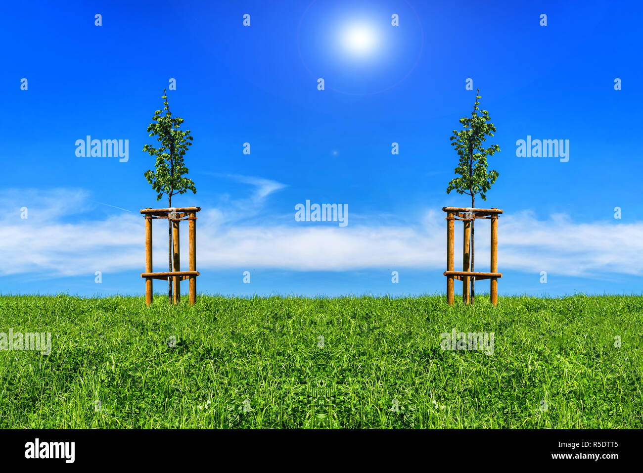 Due giovani alberi sul prato collinare Foto Stock