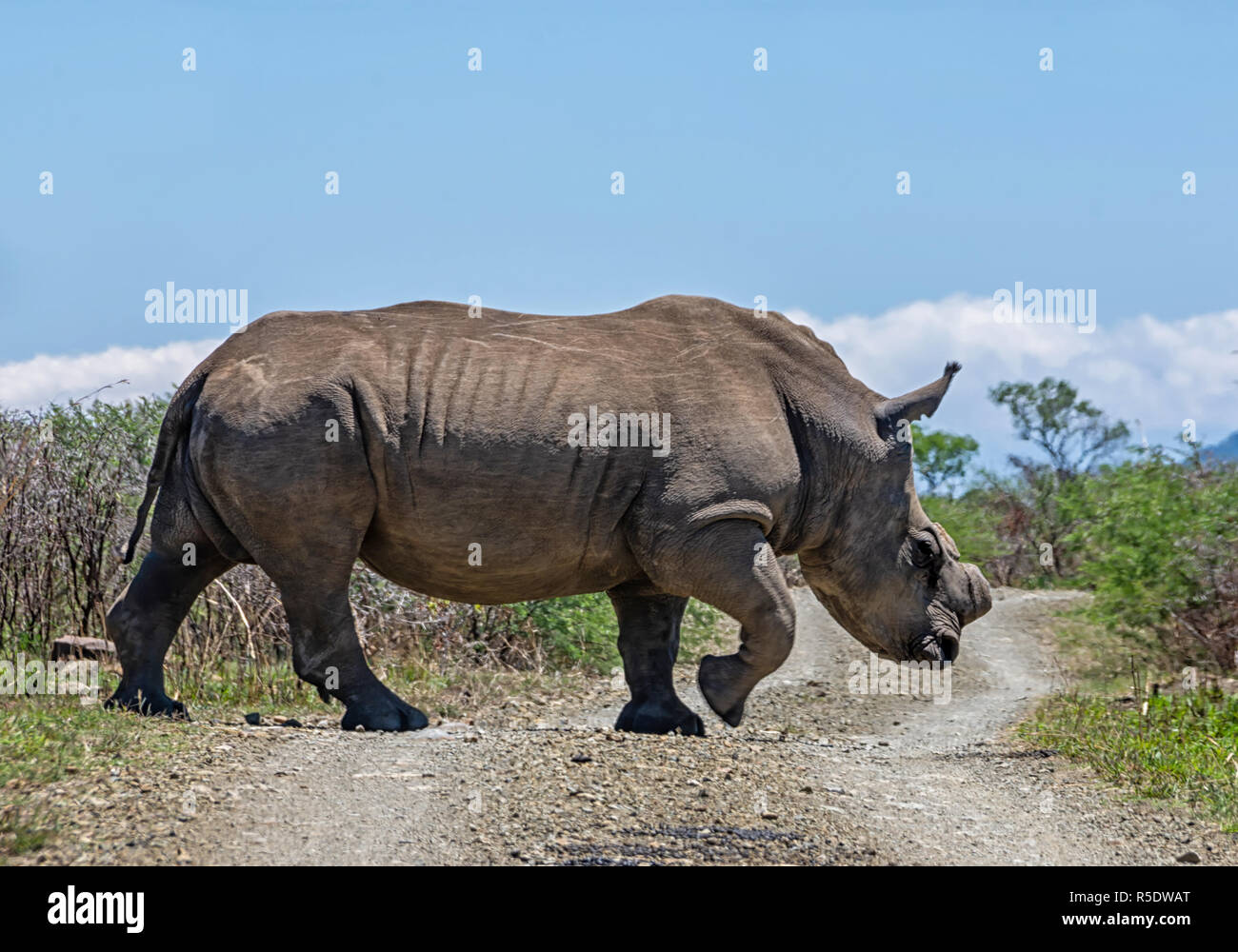 Un rinoceronte bianco nel sud della savana africana Foto Stock