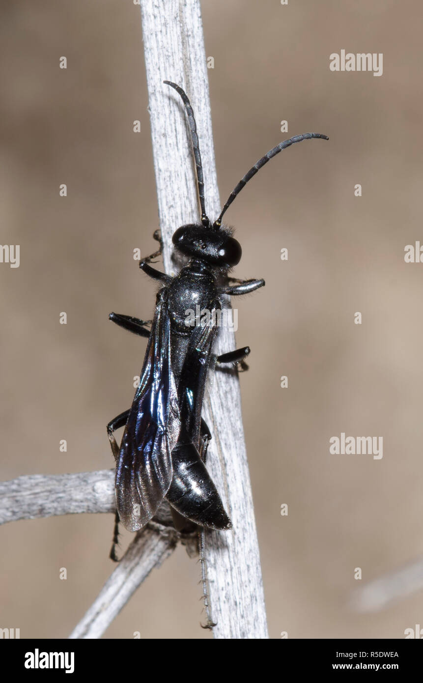 Thread-cintata Wasp, Famiglia Sphecidae, preening Foto Stock