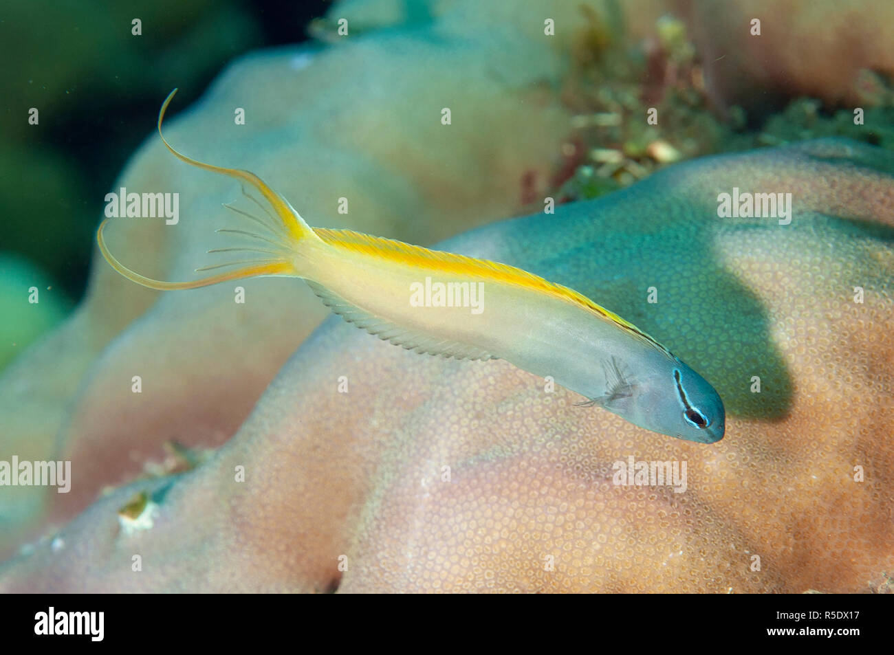 Limanda Fangblenny, Meiacanthus atrodorsalis, aka Forktail bavose, piramidi sito di immersione, Amed, east Bali, Indonesia, Oceano Indiano Foto Stock