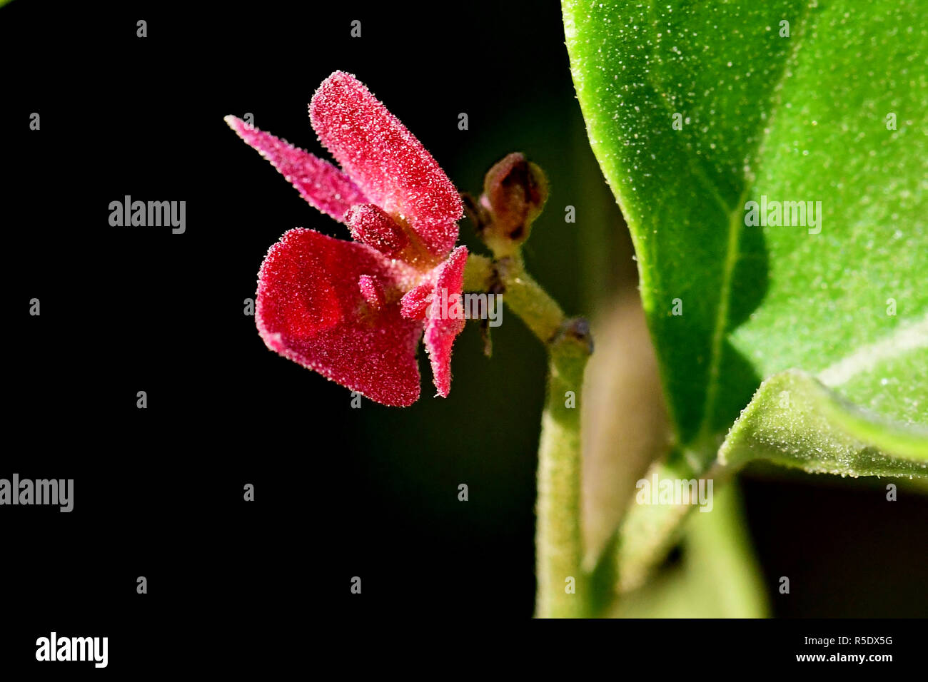 Fiori di colore rosso con gocce di pioggia acquisite utilizzando la fotografia macro a chiudere la distanza per la massima chiarezza e nitidezza e per creare una molto interessante Foto Stock