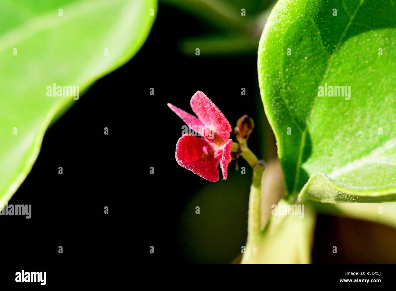 Fiori di colore rosso con gocce di pioggia acquisite utilizzando la fotografia macro a chiudere la distanza per la massima chiarezza e nitidezza e per creare una molto interessante Foto Stock