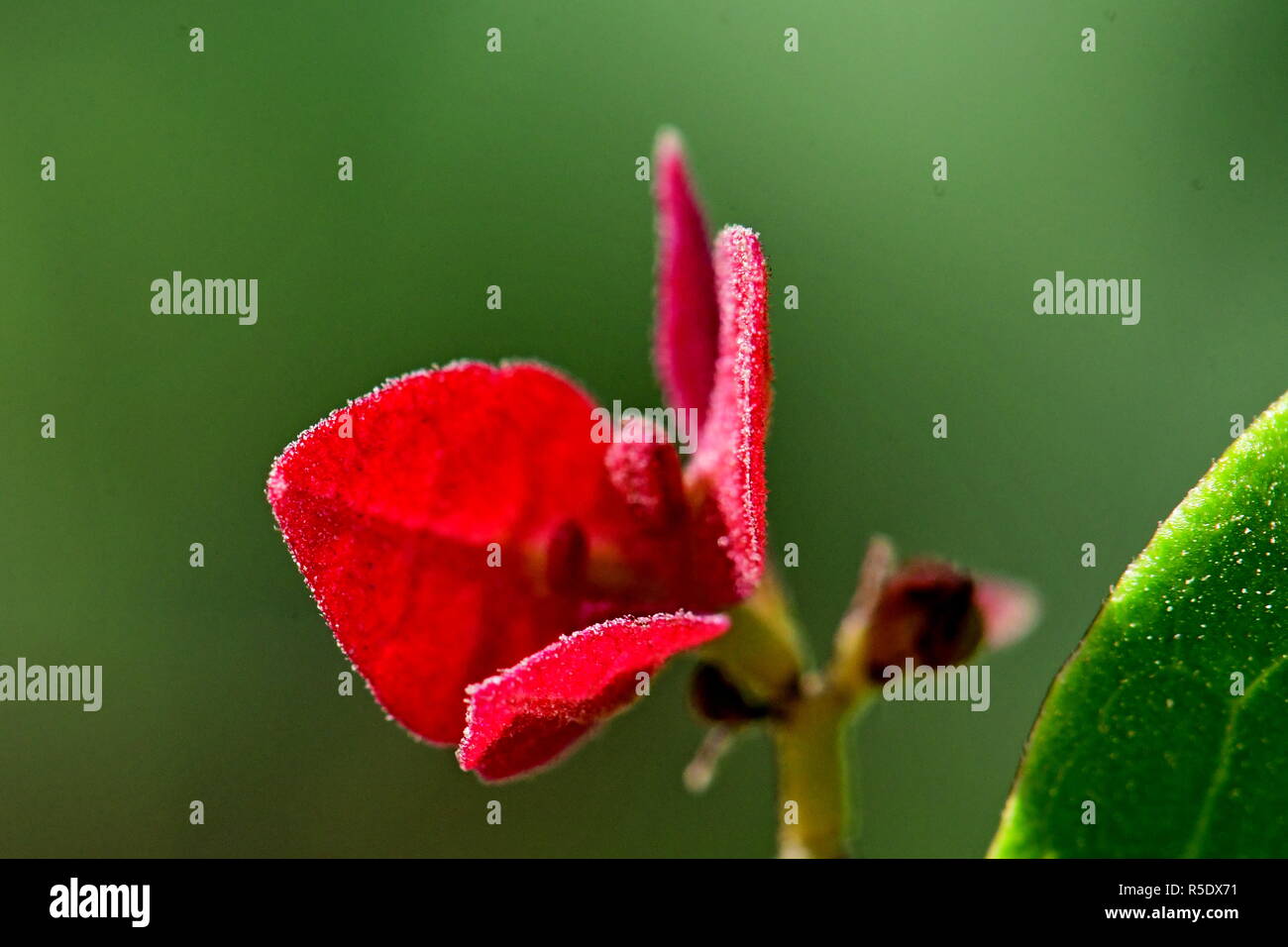 Fiori di colore rosso con gocce di pioggia acquisite utilizzando la fotografia macro a chiudere la distanza per la massima chiarezza e nitidezza e per creare una molto interessante Foto Stock