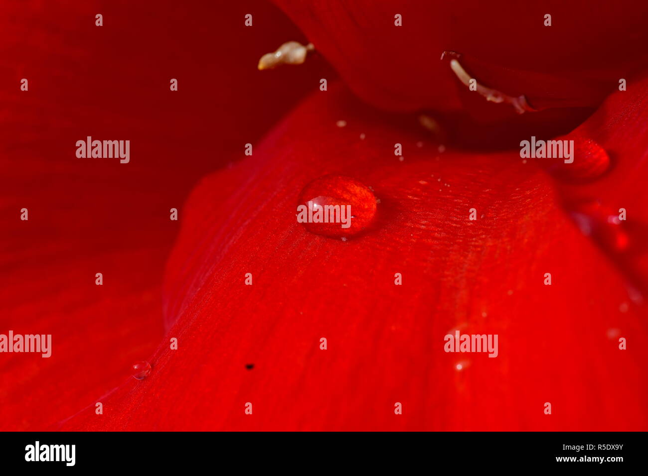 Fiori di colore rosso con gocce di pioggia acquisite utilizzando la fotografia macro a chiudere la distanza per la massima chiarezza e nitidezza e per creare una molto interessante Foto Stock