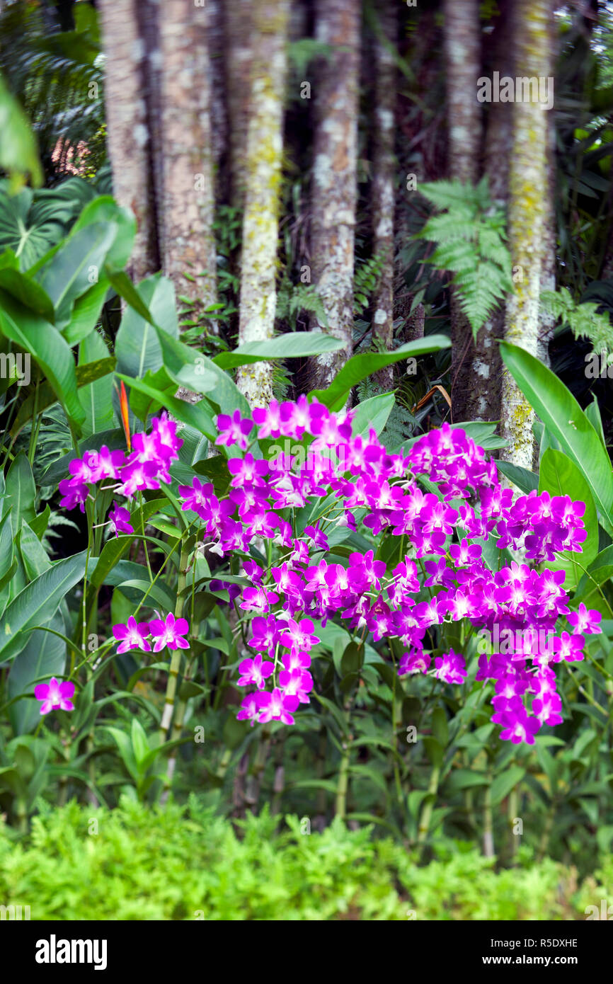 Orchidee nel giardino di orchidee del Royal Botanical Gardens, Singapore Foto Stock
