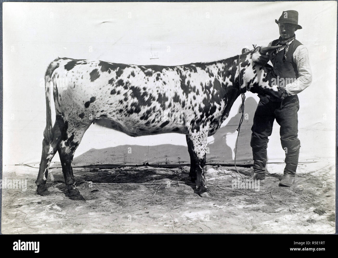 Finlandia - Storia - I.K. Inha agricoltura finlandese - uomo finlandese con cow ca. 1899 Foto Stock