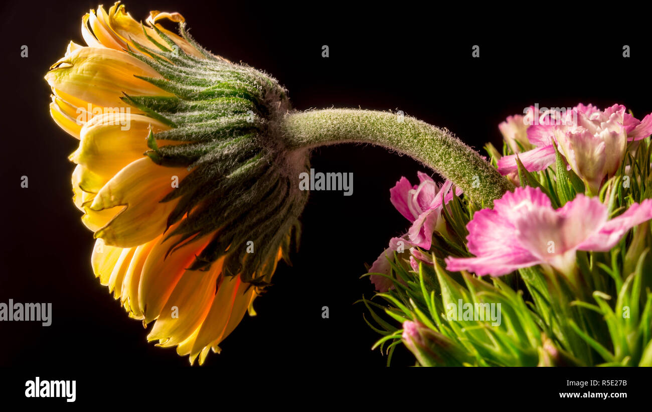 Low-Key gerbera gialla margherite Foto Stock