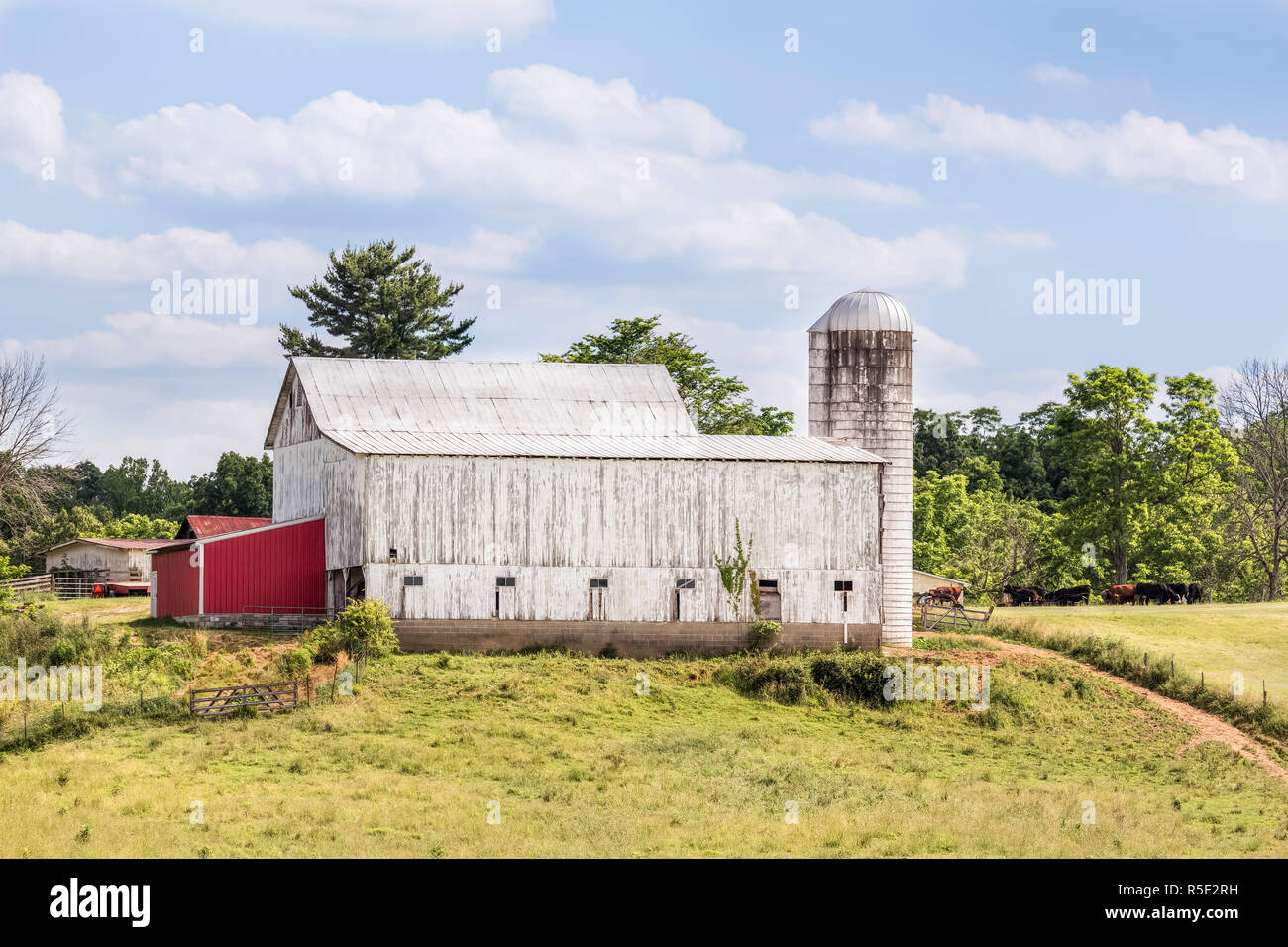 Un grande bovini bianchi fienile con silo sorge su una zona collinare Fattoria di Ohio sotto un nuvoloso cielo blu. Foto Stock