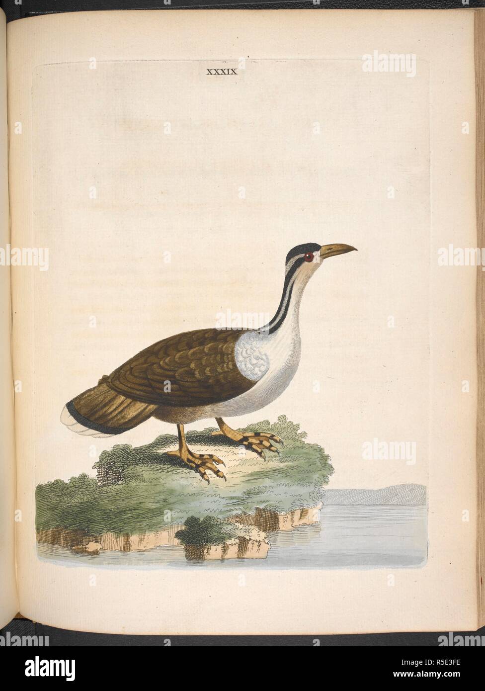 Il Suriname Tern. Nouvelles illustrazioni de zoologie, contenant cinquante enlumineÌes planches d'oiseaux curieux ... et quelques de quadrupeÌ€des, de rettili et d'insectes, avec de courtes descrizioni systeÌmatiques. (Nuovo illustrazioni di zoologia, ecc.), Fr. & Eng. Londres : B. bianco, 1776. Fonte: 1255.k.9 piastra XXXIX (39). Autore: Marrone, Pietro. Foto Stock