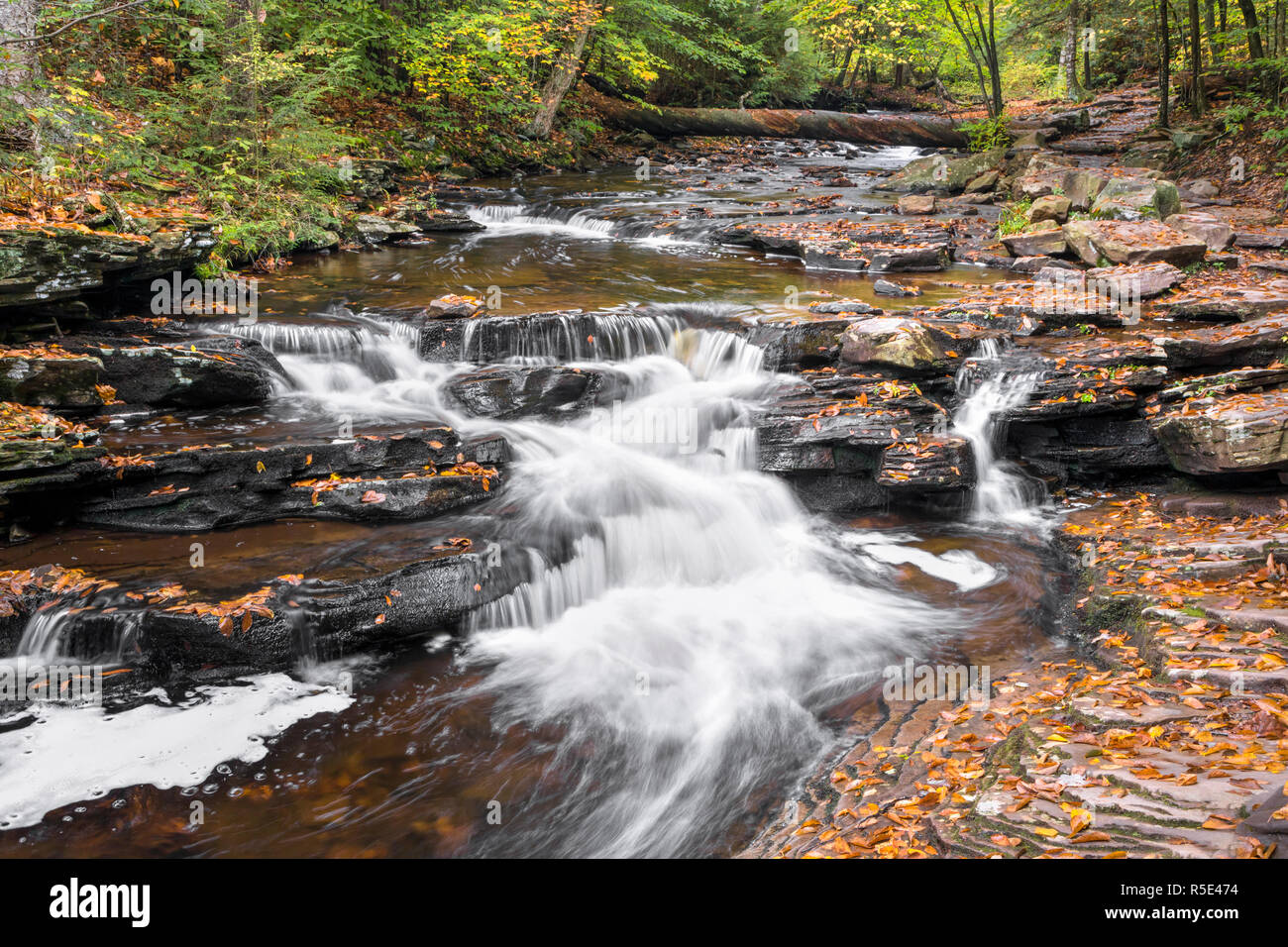 Whitewater schizza verso il basso Glen Leigh in autunno a Ricketts Glen State Park, Pennsylvania. Foto Stock