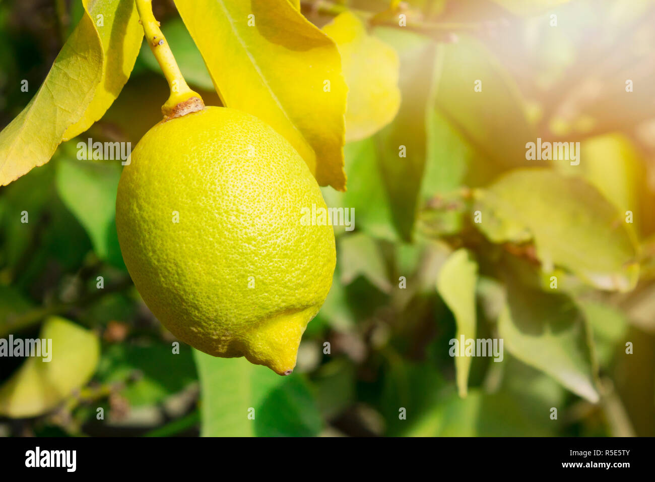 La limonata sulla struttura ad albero nella stagione del raccolto. Foto Stock