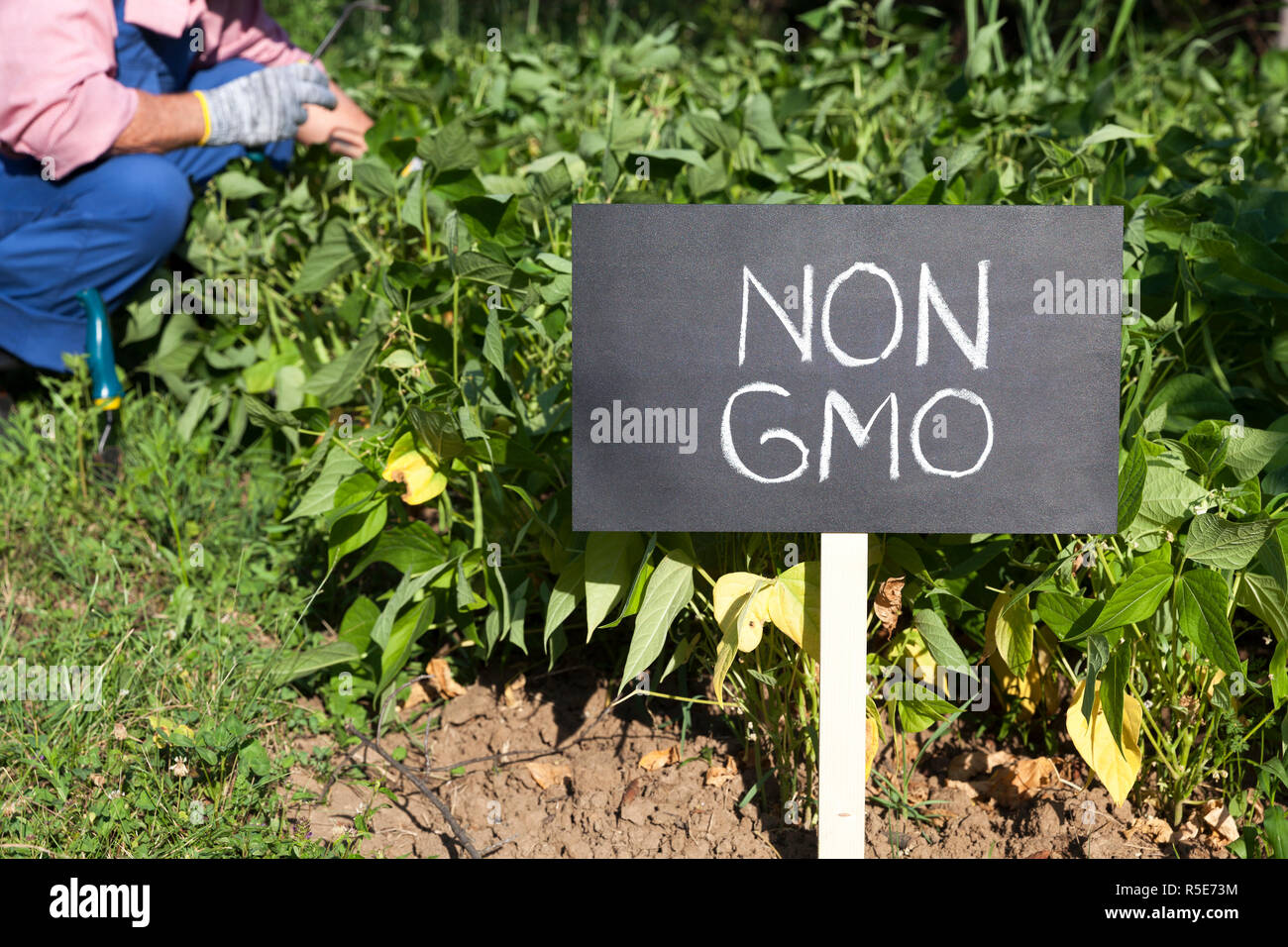 Agricoltore lavora nei vegetali non geneticamente modificati garden Foto Stock