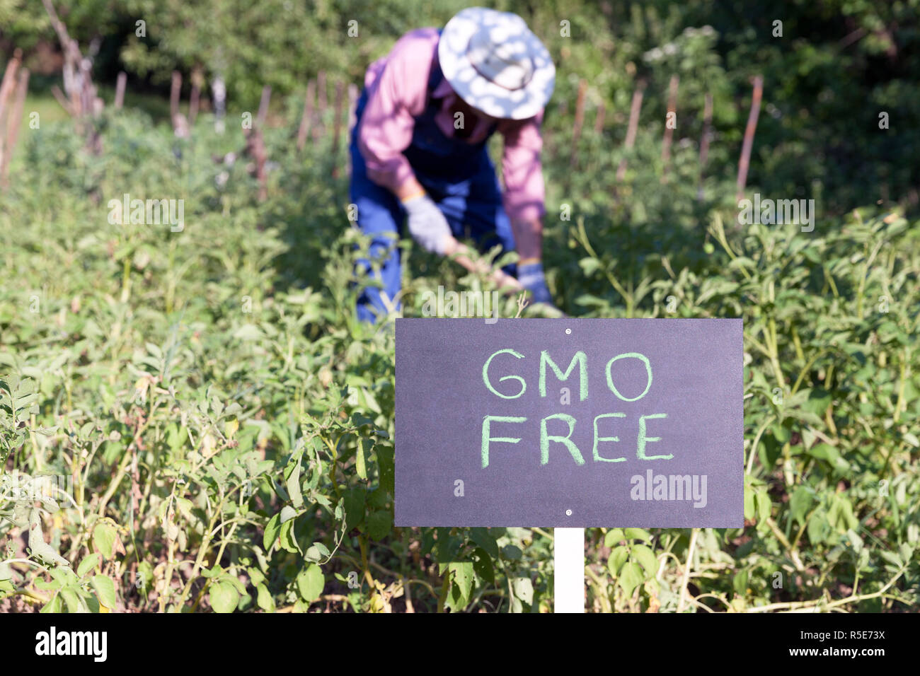Agricoltore lavora nel non-OGM orto Foto Stock