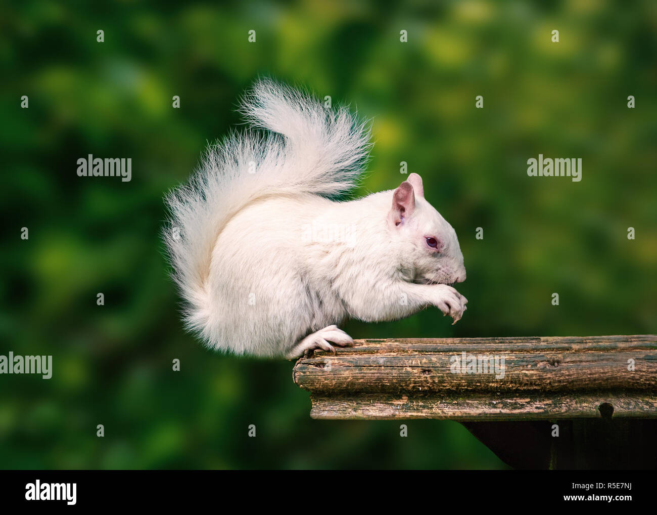 Una rara wild bianco scoiattolo albino seduto su una piattaforma di legno di mangiare con la sua coda soffice avvolto a ricciolo sopra la sua testa. Foto Stock