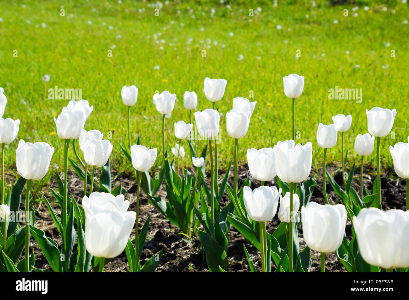 Un letto floreale con tulipani bianco. Tulipani bianchi, piante a bulbo. Fiori di colore bianco Foto Stock