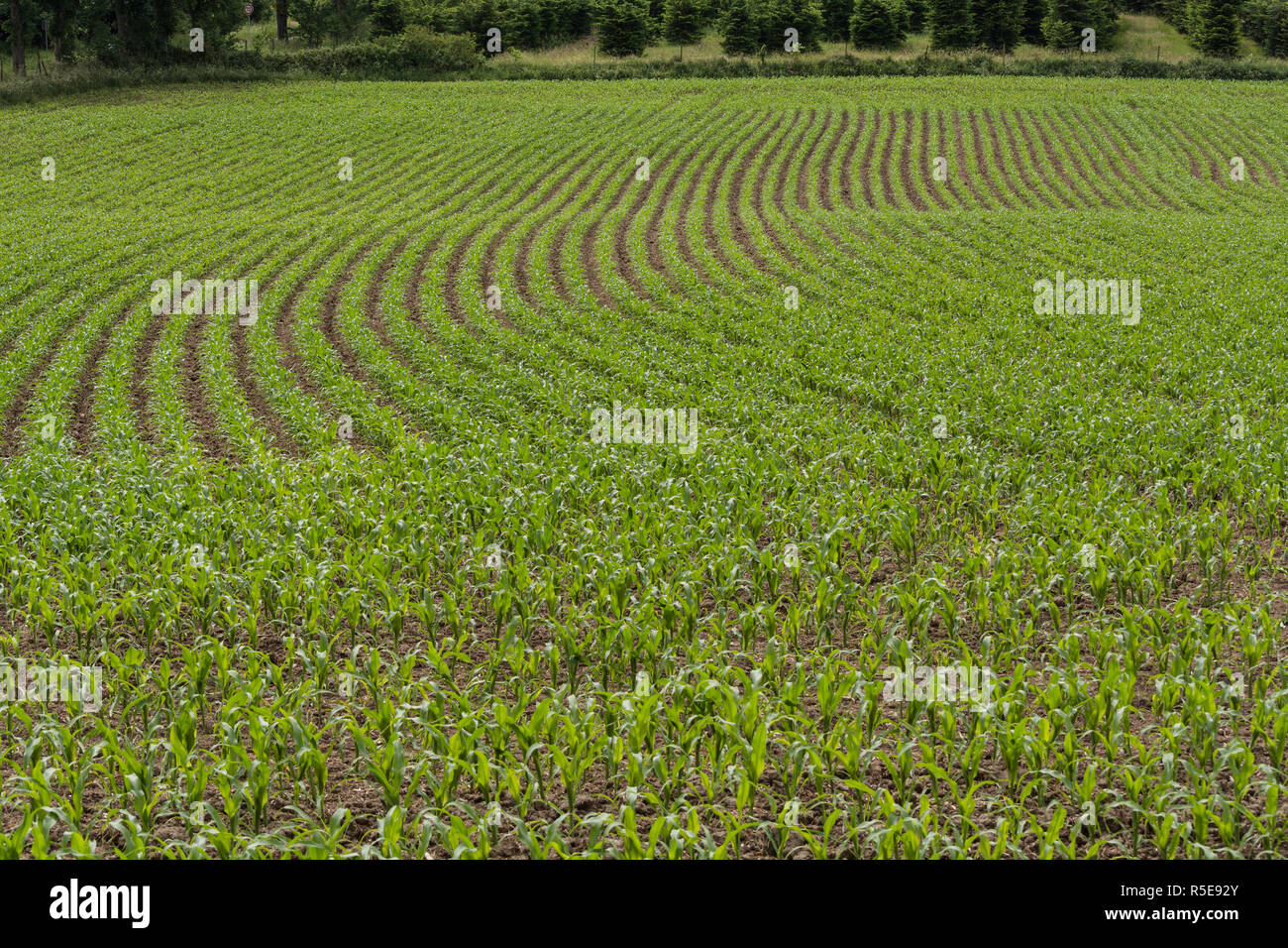 File di piantine di mais in un campo Foto Stock