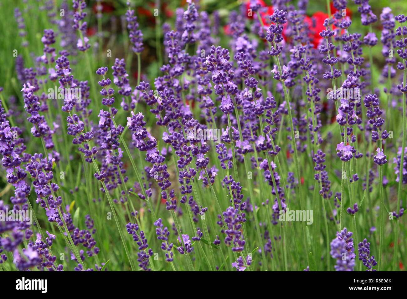 Lavanda (Lavandula). Foto Stock