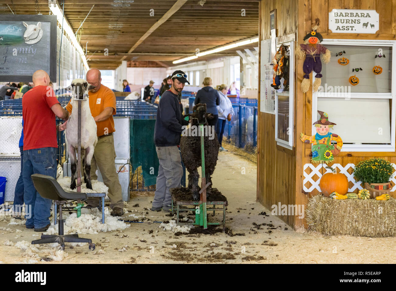 Gli allevatori di pecore di taglio in una fattoria nel Maine, Stati Uniti d'America Foto Stock