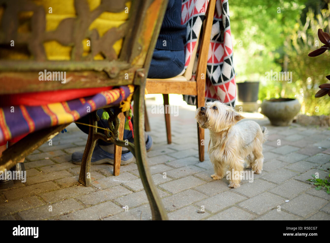 Funny Yorkshire terrier cane in attesa dal tavolo da pranzo. Piccolo cucciolo Elemosinare il cibo. Simpatici animali domestici di piccola taglia. Foto Stock