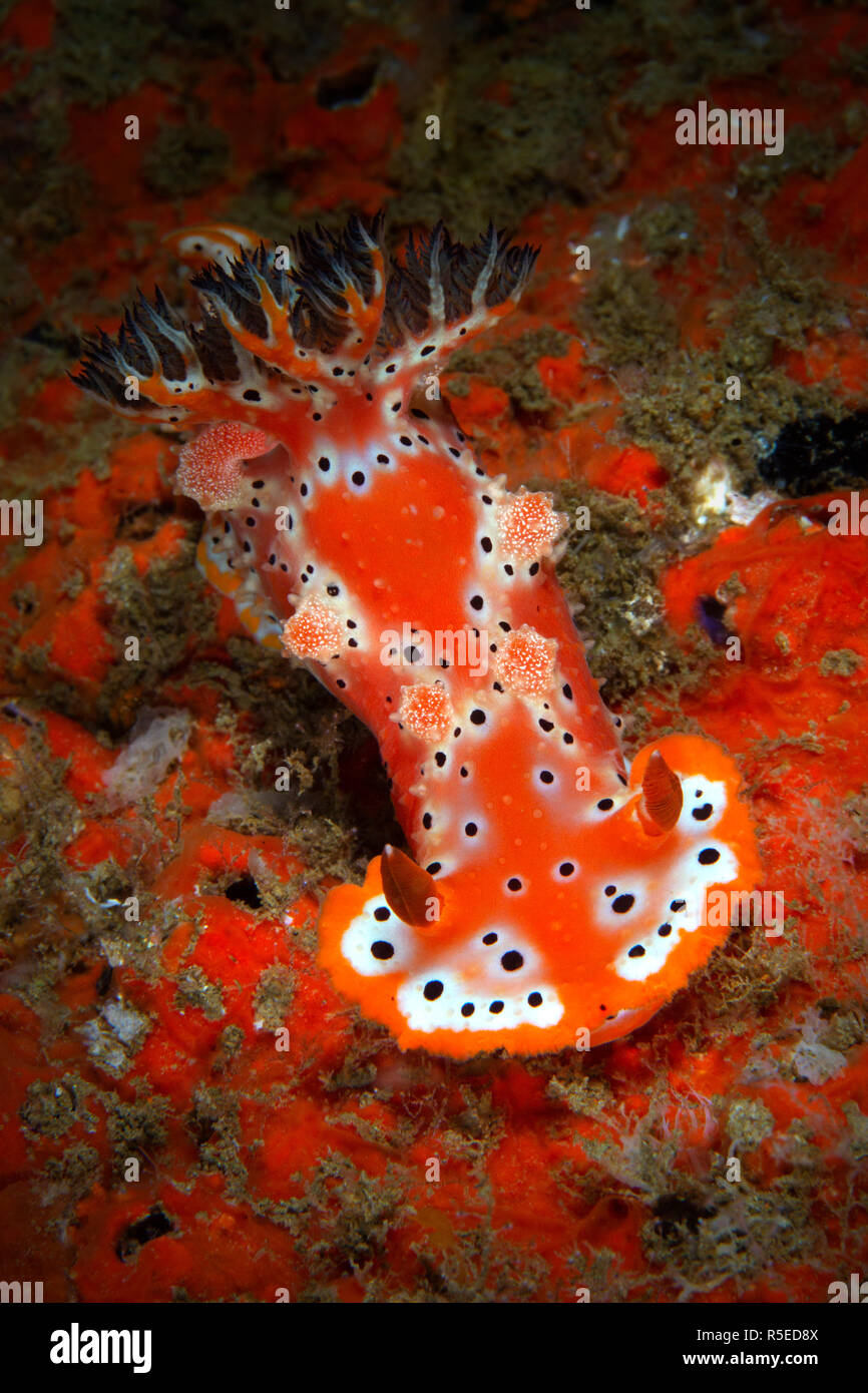 Arancione color ruggine Nudibranch sul relitto Foto Stock