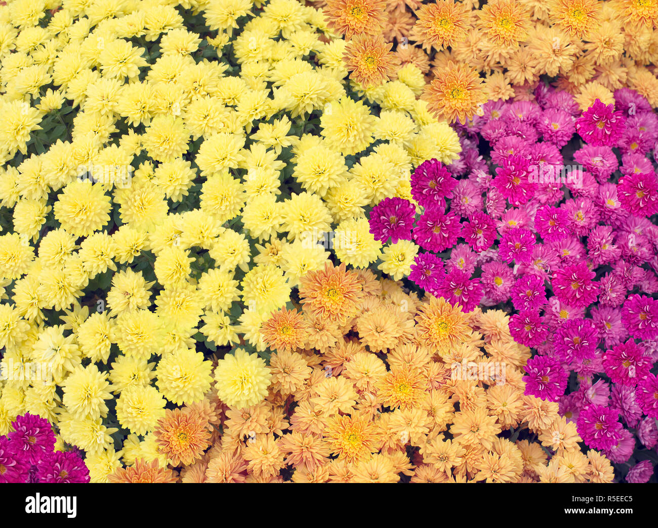 Crisantemo colorato sfondo fiori Foto Stock