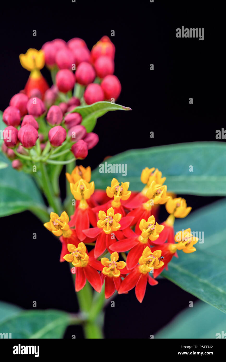 Asclepias Curassavica fiore Foto Stock