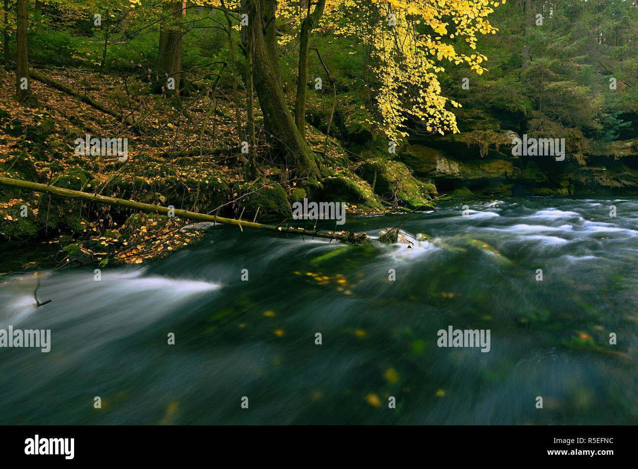 Fiume di montagna nel profondo della foresta di autunno. Nebbia colorato tra gli alberi sulle rive del fiume. Autunnale di verticale Foto Stock