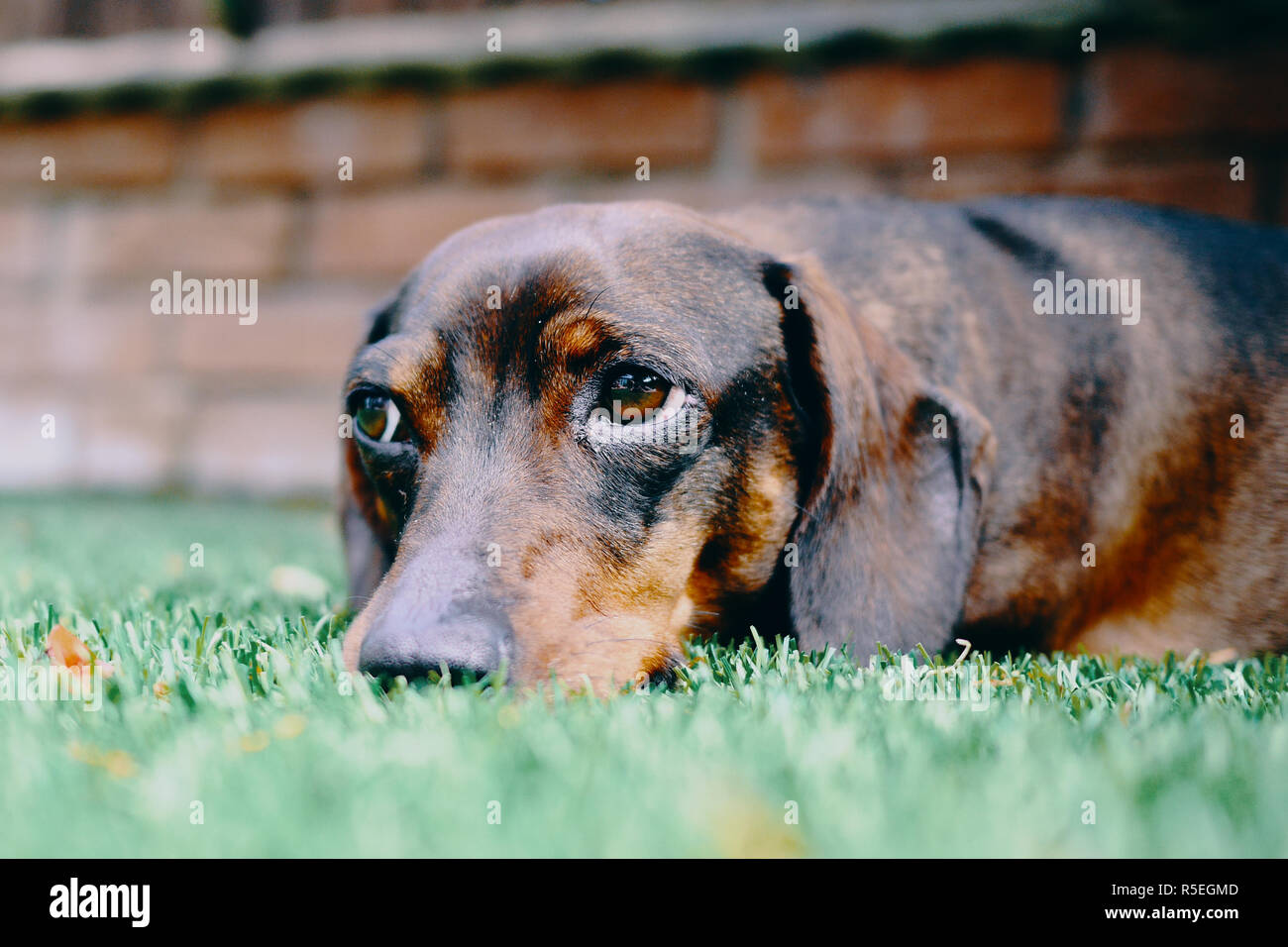 Un nero e marrone capelli lisci in miniatura cane daschund giace su erba in Sheffield, Inghilterra, Regno Unito. Foto Stock