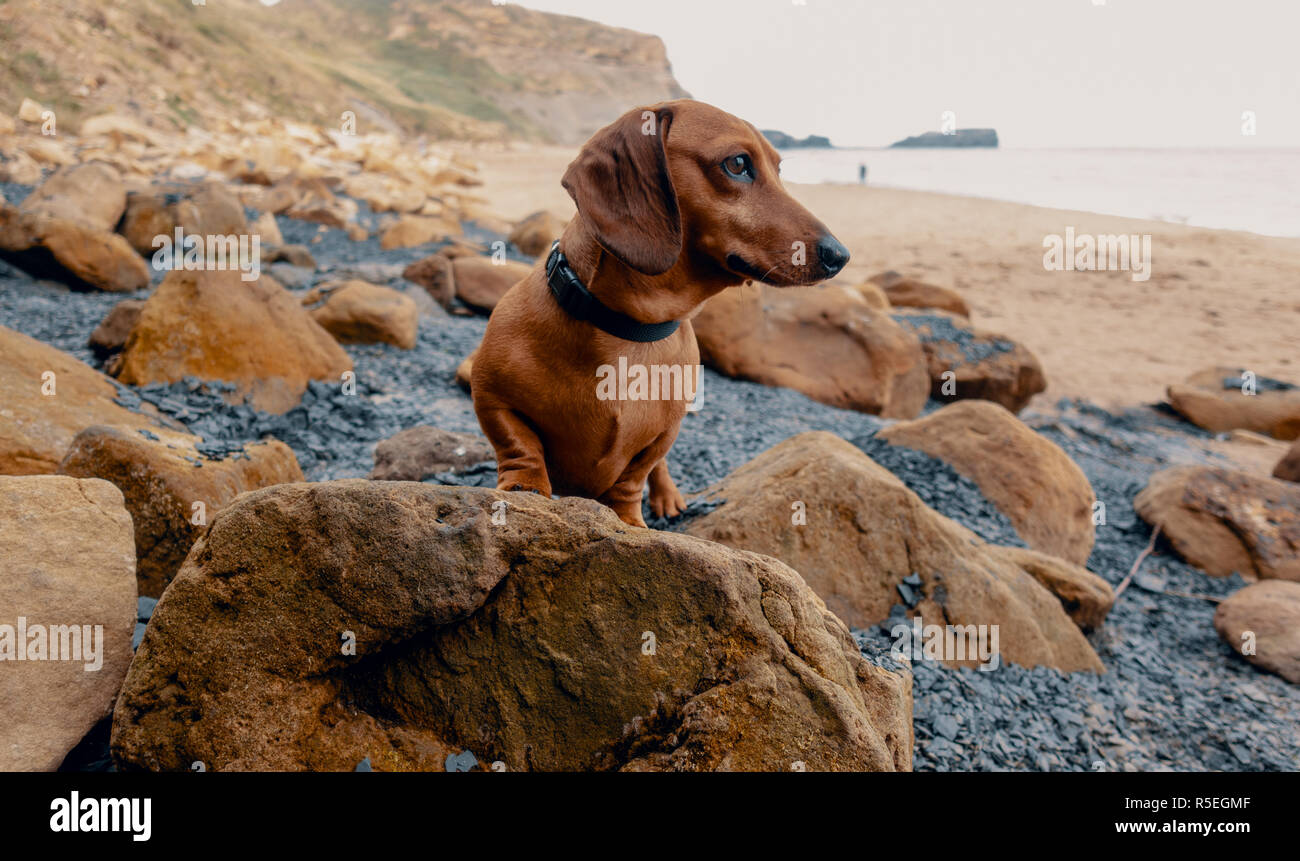 Un rosso dai capelli lisci in miniatura cane dachshunds sorge su una roccia su una spiaggia a Whitby, Inghilterra, Regno Unito. Foto Stock